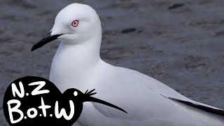 Black-billed gull - New Zealand Bird of the Week