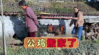 5 roosters have grown up, and the family will make a huge chicken coop, now they are free