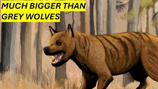 The biggest Dog that ever existed - Epicyon