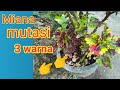 Tips mempertahankan warna mutasi dari Miana, bunga Ati ati