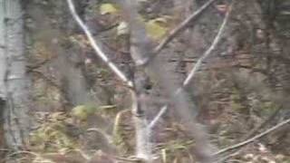 Monster Alberta Whitetail