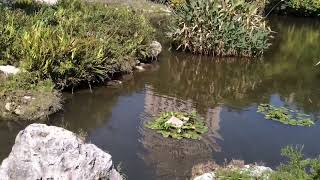 【紀錄中台灣】-台中市自然科學博物館-植物園熱帶雨林溫室