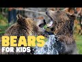 Bears for Kids | Learn all about these honey-loving mammals!