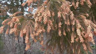 杉花粉の飛散 - Cedar pollen