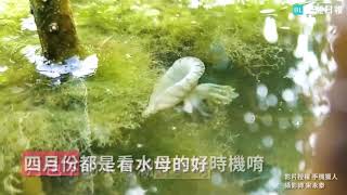 高雄林園海洋濕地公園