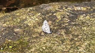 ヤクシマルリシジミAcytolepis puspa (Common Hedge Blue) 2024/03/25 Doi Suthep Thai