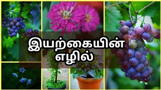 🌱🌿🌹இயற்கையின் அற்புதமான காட்சிகள் 💚🌱🌿🍇💓🌹