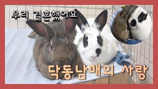 [우리집 토끼들 - 닥동튜브] 우리 결혼했어요. 닥동남매의 \