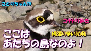 コチドリの縄張り・セグロセキレイを追い出す強気なコチちゃん！！【ことりちゃんTV☆野鳥たちの物語】