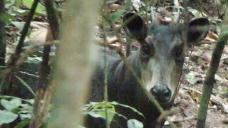 Goualougo Yellow-Backed Duiker