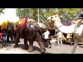 elephants in sanjhauli market rohtas