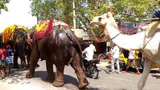 Elephants in Sanjhauli Market, Rohtas