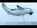 10 Fearless Animals | Earth Unplugged