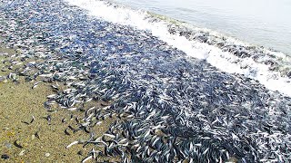 15 Most Unique Natural Phenomena In The World