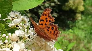 네발나비(Polygonia c-aureum)