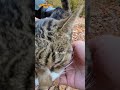 落ち葉とねこ【渋川動物公園】 shorts cat ねこ