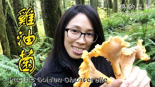 戶外探險 | 採野菇 超美味野生雞油菌被蘑菇獵人找到啦！華盛頓山中採集米其林珍貴菇菌 Pacific Golden Chanterelle Washington Mushroom Hunting