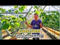 Syarat Wajib Pohon Anggurmu Subur‼️Ya Harus Begini Rumusnya S+B+R Harus Terpenuhi✅