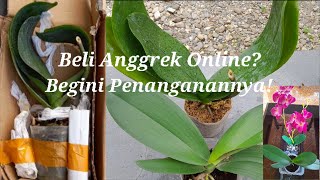 Cara Menanam/Penanganan Anggrek Beli Online Agar Tidak Mati!!!