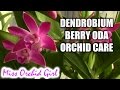 How to care for Dendrobium Berry Oda orchid - watering, fertilizing, reblooming