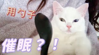 如何用勺子催眠一只小猫？How to hypnotize a kitten with a spoon？