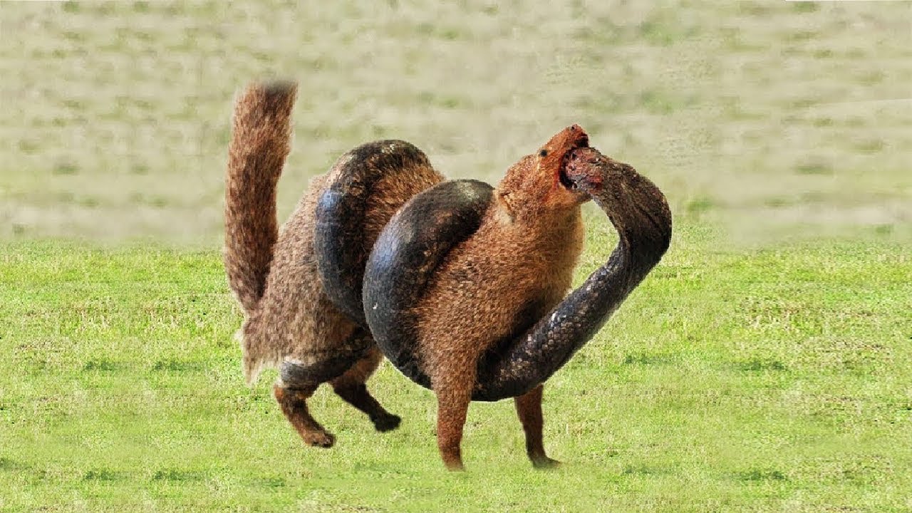 Stunned Snake repeatedly received Mongoose's painful bite when spraying venom missed
