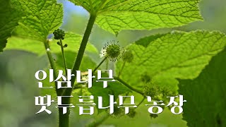 인삼나무 천삼(땃두릅나무)