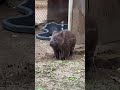 コウくん、ありがとう。 コウくんとパパとフクちゃん ウォンバット 五月山動物園 shorts