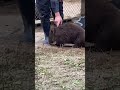 コウくん、ありがとう。 コウくんとパパとフクちゃん ウォンバット 五月山動物園 shorts