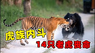 虎嘯非洲，14只老虎死於家庭大亂鬥，顯現300公斤巨虎！#動物 #動物世界 #老虎 #動物森友會