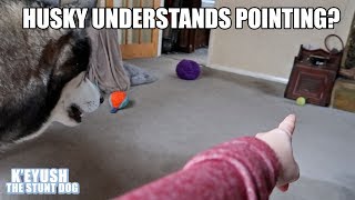 Husky Proves Dogs Understand Pointing Gestures Intelligence Test