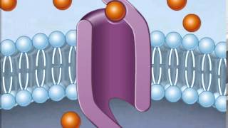 How Facilitated Diffusion Works