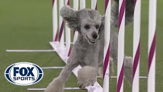 Pre the Poodle hightails it to victory to win the 12-inch class | FOX SPORTS