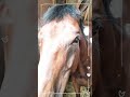 豊かな尾で虫をはらう つぶらな瞳がかわいい ブラストワンピースくん horse