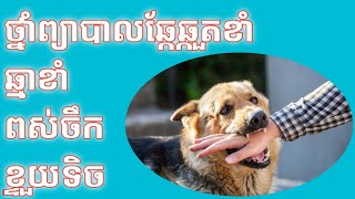 Remedy for mad dog bites, cat bites, snake bites, ថ្នាំព្យាបាលឆ្កែឆ្កួតខាំ ឆ្មាខាំ ពស់ចឹក ក្អែបខាំ