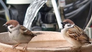 大皿に集まる(水飲み)スズメ・メジロ・ヒヨドリ。N250204 075349