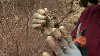 Pruning Deciduous Shrubs