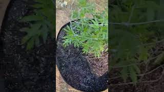 22 outdoor grow (ep8)