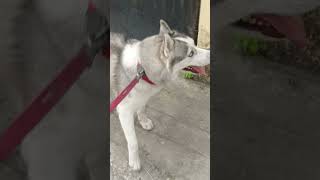 உன்னால அவன டச் கூட பன்ன முடியாது...#huskiesy #viralvideo #funny #funnyanimal #petlover #doglover#pet