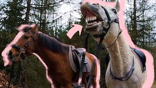 Vychádzka na delo 2 kone 🐴 a 3 psy 🐶 - video so psami a koňmi, jazdenie na koni - zvieratkami