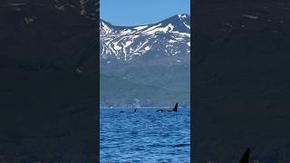 青空とシャチの群れ（2024年5月5日北海道知床羅臼）／Blue sky and a flock of killer whales(June 1,2024,Rausu,Shiretoko) orca