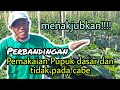 Budidaya Cabe - Perbandingan Pemakaian Pupuk Dasar dan Tanpa Pupuk Dasar