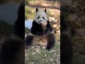 拽拽的愛姐 氣質拉滿！💖🐼渝可渝愛 大熊貓 cute panda short