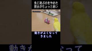 急に遊ぶのをやめた理由がちょっと怖い・・？😱　 #Short #インコ #セキセイインコ #小鳥 #お笑い #おもしろ動画 #Parakeet #Budgerigar