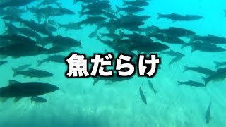 支笏湖の水中遊覧船乗ったら魚だらけだった