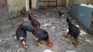 107 நாள் தூய நாட்டு கோழி கூவும் சேவல் . 107 day old original country jungle fowl hen rooster crowing