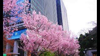 外濠公園と靖国神社の桜　2022年3月21日　みんなのアルバム