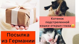 Посылка из Германии. Котенок подстреленной кошки открыл глазик😻