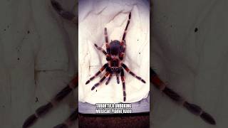 Tarantula Unboxing Mexican Flame Knee #spider #unboxing