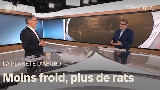 Prolifération des rats en milieu urbain | D'abord l'info